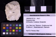 Foto (Objekt + Etiketten) von Decapoda indet. (NHMW-GEO-1990-0041-0114)